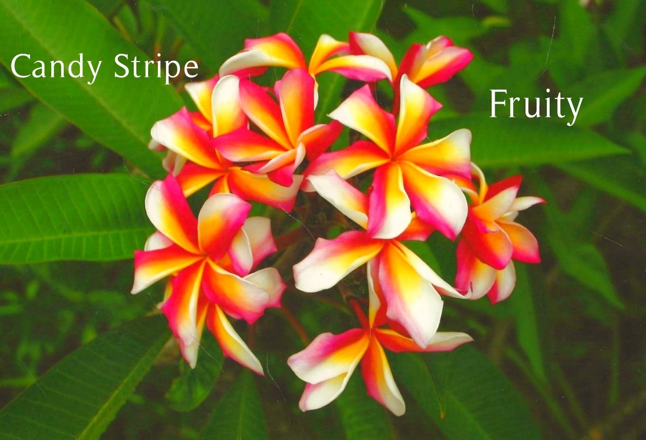 Candy Stripe plumeria flowers with white and pink striped petals against tropical foliage