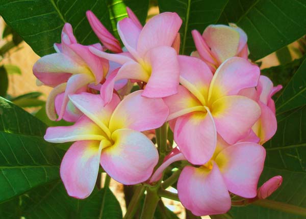 Espinada plumeria variety with vibrant pink flowers and yellow center, prolific bloomer