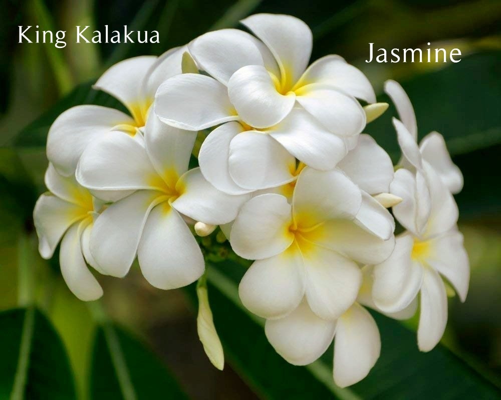 King Kalakaua plumeria with large pink and yellow blooms, a classic Hawaiian heirloom variety
