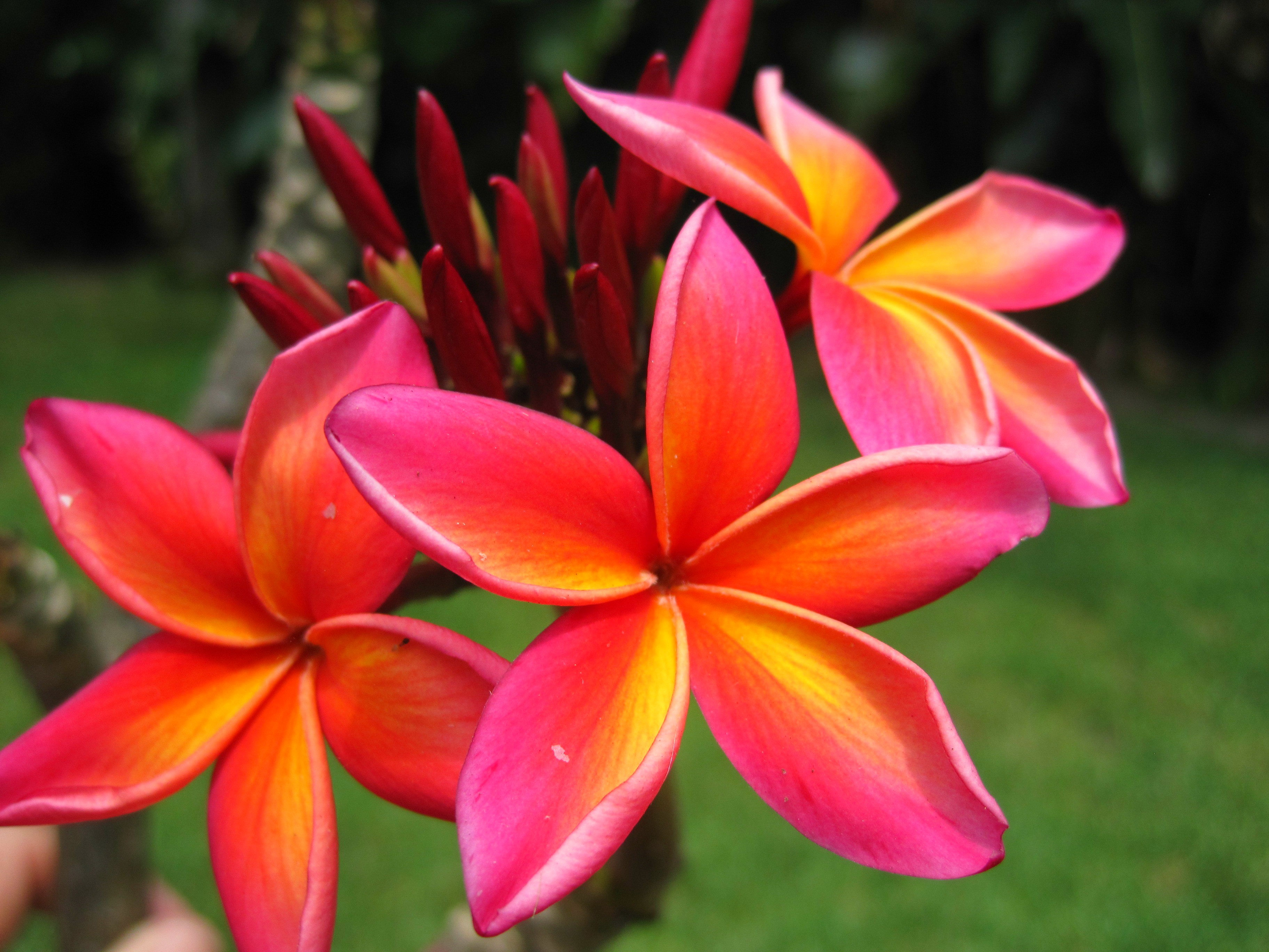 Wailea plumeria blooms with golden yellow and pink petals, one of Hawaii's most fragrant varieties